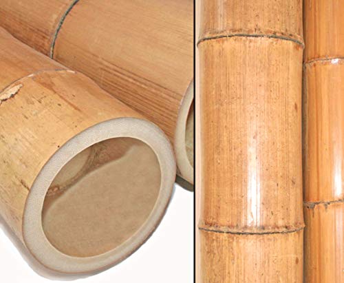 bambus-discount.com 1 Stück Bambusrohr 200cm hitzebehandelt mit XL Durchmesser 12 bis 14cm dick - Gelbbraun getrocknet und gedämpft 2m lang von bambus-discount.com