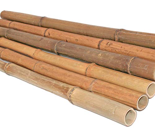 Bambusrohr 200cm gelbbraun Durch. 3 bis 4cm hitzebehandelt von bambussi.com von bambussi
