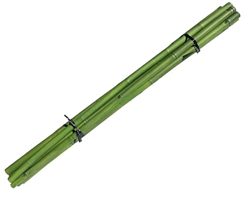 Bambusrohr grün gefärbt 200cm Durch. 2,8 bis 4cm, Apus von bambussi.com Bambusrohr grün gefärbt 200cm Durch. 2,8 bis 4cm, Apus von bambussi.com von bambussi