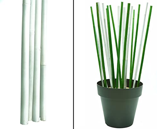 Bambusrohr weiß lackiert 200cm mit 2,8 bis 4cm Apus von bambussi