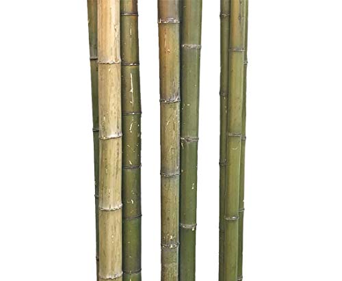 Bambusstange Moso naturgrün mit einem Durch. von ca. 5 bis 6cm und einer Länge ca. 300cm Bambusstange Moso naturgrün mit einem Durch. von ca. 5 bis 6cm und einer Länge ca. 300cm von bambussi