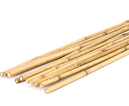 Tonkin Bambus 100cm Natur Stab Durch. 2,0 bis 2,4cm von bambussi.com von bambussi
