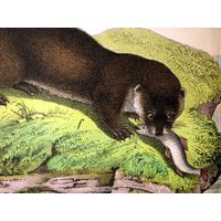 Große Antike Chromolithographie Von Marder Und Ottern. 1889 Doppelseitiger Druck Große Antike Chromolithographie Von Marder Und Ottern. 1889 Doppelseitiger Druck von bananastrudel