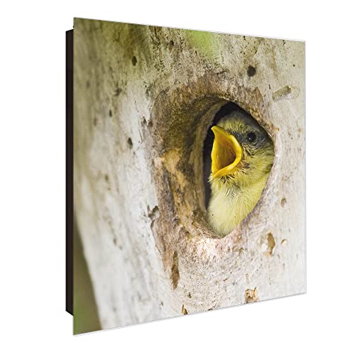 banjado® Großer Schlüsselkasten Glas/Schlüsselbox 30cm x 30cm mit 50 Haken - Motiv Blaumeise/Schlüsselkasten modern für Schlüsselaufbewahrung mit beschreibbarer, magnetischer Glastür von banjado