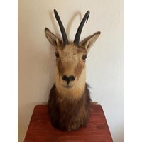 Gams/Gems Kopf-Schulter Präparat/Tierkopf Jagdtrophäe Rarität Ausgestopft Kopf Wandschmuck Männergeschenk Eyecatcher Wild Gams/Gems Kopf-Schulter Präparat/Tierkopf Jagdtrophäe Rarität Ausgestopft Kopf Wandschmuck Männergeschenk Eyecatcher Wild von barbarella10