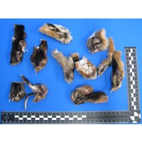 40 Krallen Vom Fuchs. Im Diy Verfahren Günstig Erhalten. Echte Zum Dekorieren U.a. Tierknochen Als Bastelknochen von bastelknochen