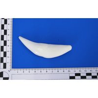 Löwenzahn Replikat. Täuschend Echte Kopie | Oberkiefer Für Schmuckverarbeitung, Zum Dekorieren Und Basteln U.a Löwenzahn Replikat. Täuschend Echte Kopie | Oberkiefer Für Schmuckverarbeitung, Zum Dekorieren Und Basteln U.a von bastelknochen