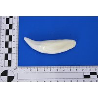 Löwenzahn Replikat. Täuschend Echte Kopie | Unterkiefer Für Schmuckverarbeitung, Zum Dekorieren Und Basteln U.a Löwenzahn Replikat. Täuschend Echte Kopie | Unterkiefer Für Schmuckverarbeitung, Zum Dekorieren Und Basteln U.a von bastelknochen