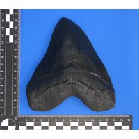 Megalodon Haizahn Replikat. Täuschend Echte Kopie Vom Zahn in Dunkler Variante, Zum Dekorieren Und Basteln U.a Megalodon Haizahn Replikat. Täuschend Echte Kopie Vom Zahn in Dunkler Variante, Zum Dekorieren Und Basteln U.a von bastelknochen