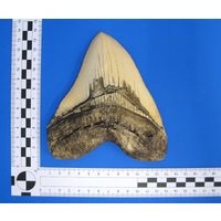 Megalodon Haizahn Replikat. Täuschend Echte Kopie Vom Zahn in Heller Variante, Zum Dekorieren Und Basteln U.a von bastelknochen