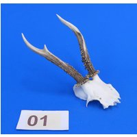 Rehgeweih, Echtes Geweih Reh, Rehschädel Mit Geweih, Bastelschädel Für Weitere Verarbeitung Oder Deko. Wysiwyg, Originale Bilder. Reh-1 von bastelknochen