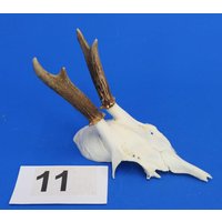 Rehgeweih, Echtes Geweih Reh, Rehschädel Mit Geweih, Bastelschädel Für Weitere Verarbeitung Oder Deko. Wysiwyg, Originale Bilder. Reh-11 von bastelknochen