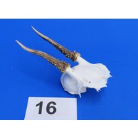 Rehgeweih, Echtes Geweih Reh, Rehschädel Mit Geweih, Bastelschädel Für Weitere Verarbeitung Oder Deko. Wysiwyg, Originale Bilder. Reh-16 Rehgeweih, Echtes Geweih Reh, Rehschädel Mit Geweih, Bastelschädel Für Weitere Verarbeitung Oder Deko. Wysiwyg, Originale Bilder. Reh-16 von bastelknochen