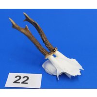 Rehgeweih, Echtes Geweih Reh, Rehschädel Mit Geweih, Bastelschädel Für Weitere Verarbeitung Oder Deko. Wysiwyg, Originale Bilder. Reh-22 Rehgeweih, Echtes Geweih Reh, Rehschädel Mit Geweih, Bastelschädel Für Weitere Verarbeitung Oder Deko. Wysiwyg, Originale Bilder. Reh-22 von bastelknochen