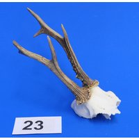 Rehgeweih, Echtes Geweih Reh, Rehschädel Mit Geweih, Bastelschädel Für Weitere Verarbeitung Oder Deko. Wysiwyg, Originale Bilder. Reh-23 Rehgeweih, Echtes Geweih Reh, Rehschädel Mit Geweih, Bastelschädel Für Weitere Verarbeitung Oder Deko. Wysiwyg, Originale Bilder. Reh-23 von bastelknochen