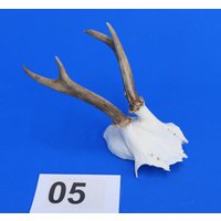 Rehgeweih, Echtes Geweih Reh, Rehschädel Mit Geweih, Bastelschädel Für Weitere Verarbeitung Oder Deko. Wysiwyg, Originale Bilder. Reh-5 Rehgeweih, Echtes Geweih Reh, Rehschädel Mit Geweih, Bastelschädel Für Weitere Verarbeitung Oder Deko. Wysiwyg, Originale Bilder. Reh-5 von bastelknochen