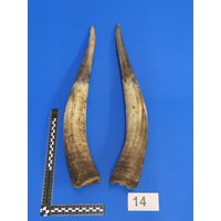 Rinderhornpaar, Kuhhornpaar, Echtes Tierhorn, Dekohorn, Hornpaar Nr. Ep-14 Rinderhornpaar, Kuhhornpaar, Echtes Tierhorn, Dekohorn, Hornpaar Nr. Ep-14 von bastelknochen