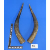Rinderhornpaar, Kuhhornpaar, Echtes Tierhorn, Dekohorn, Hornpaar Nr. Ep-16 Rinderhornpaar, Kuhhornpaar, Echtes Tierhorn, Dekohorn, Hornpaar Nr. Ep-16 von bastelknochen