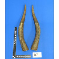 Rinderhornpaar, Kuhhornpaar, Echtes Tierhorn, Dekohorn, Hornpaar Nr. Ep-7 Rinderhornpaar, Kuhhornpaar, Echtes Tierhorn, Dekohorn, Hornpaar Nr. Ep-7 von bastelknochen