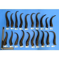 Springbockhörner, Einzelne Hörner Vom Springbock, Echtes Tierhorn, Dekohorn, Direkte Auswahl Möglich Wysiwyg Springbockhörner, Einzelne Hörner Vom Springbock, Echtes Tierhorn, Dekohorn, Direkte Auswahl Möglich Wysiwyg von bastelknochen