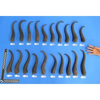 Springbockhörner, Einzelne Hörner Vom Springbock, Echtes Tierhorn, Dekohorn, Direkte Auswahl Möglich Wysiwyg von bastelknochen