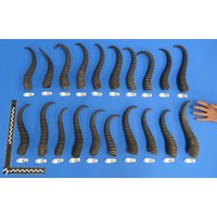 Springbockhörner, Einzelne Hörner Vom Springbock, Echtes Tierhorn, Dekohorn, Direkte Auswahl Möglich Wysiwyg von bastelknochen