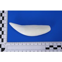 Tigerzahn Replikat. Täuschend Echte Kopie | Oberkiefer Für Schmuckverarbeitung, Zum Dekorieren Und Basteln U.a von bastelknochen