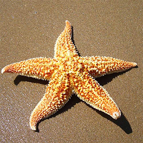 bdrsjdsb 2 Stücke Natürliche Getrocknete Seesterne Sea Star Strand Handwerk Kinder Spielzeug Hochzeit Dekoration Geschenk 2 Stück von bdrsjdsb