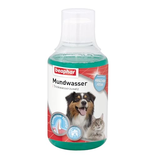 BEAPHAR - Mundwasser Für Hunde Und Katzen - Trinkwasserzusatz - Schützt vor Plaque Und Zahnstein - Frischer Atem - Mit Menthol - Keine Bürste Erforderlich - 250ml von beaphar