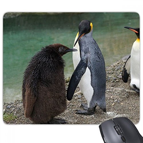 beatChong Sea Kälte Antarktis Penguin Science Natur Bild Rechteck Griffige Gummi Mousepad Spiel Mauspad Geschenk von beatChong