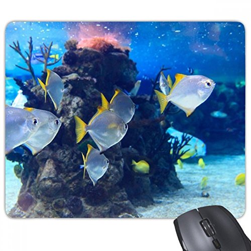 beatChong Seefisch Wissenschaft Natur Bild Rechteck Griffige Gummi Mousepad Spiel Mauspad Geschenk beatChong Seefisch Wissenschaft Natur Bild Rechteck Griffige Gummi Mousepad Spiel Mauspad Geschenk von DIYthinker