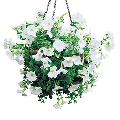 bellissa 1 Stück Hängeampel/Blumenampel – 97730/97731 – Blumentopf – zum bepflanzen außen & innen – klein – Hanging Basket inkl. Kokoseinsatz Ø30 cm von bellissa