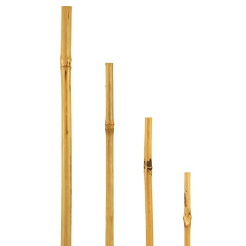 bellissa - Bambusstäbe 150cm 10er Set Rankhilfe Bambusstangen - Pflanzenstütze aus natürlichem Bambusholz für Rankpflanzen - Pflanzstäbe aus Holz widerstandsfähig & nachhaltig für Garten & Balkon von bellissa