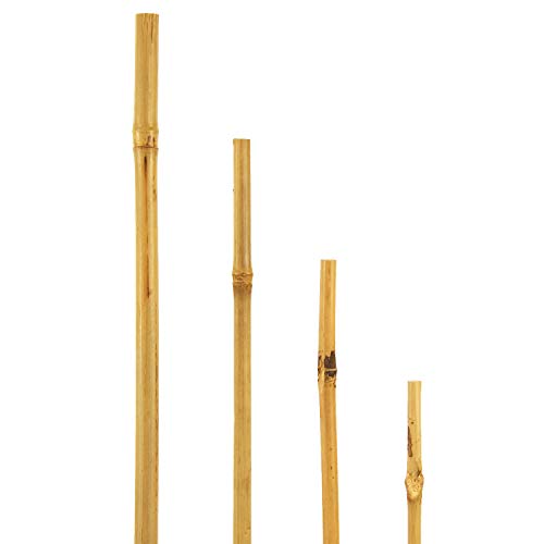 bellissa - Bambusstäbe 150cm 50er Set Rankhilfe Bambusstangen - Pflanzenstütze aus natürlichem Bambusholz für Rankpflanzen - Pflanzstäbe aus Holz widerstandsfähig & nachhaltig für Garten & Balkon von bellissa