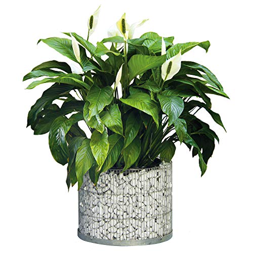 bellissa Gabionen-Blumentopf rund - 95863 - als Mini-Teich nutzbarer Pflanzkübel mit geschlossenem Folien-Einsatz - Durchmesser 40 cm, Höhe 30 cm von bellissa