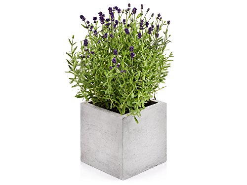 beske-Manufaktur Beton Blumentopf 'Kubik - M' | Größe 17x17x17 | 100% Handarbeit Made in Germany | Zeitlos elegant puristisch von beske