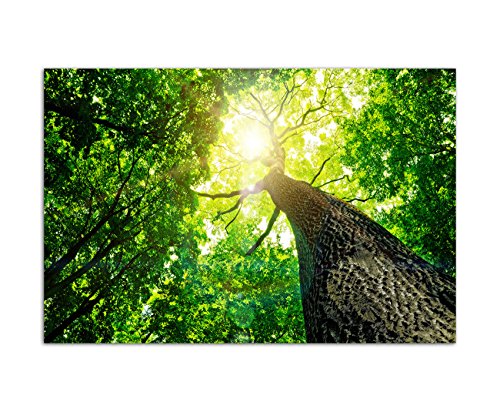 120x80 cm - Baumkrone mit viele grünen Blättern. Wald Sonnenstrahlen die durch Baumkrone scheinen Natur Baumstamm schöne grüne Farben - Bild auf Keilrahmen modern stilvoll - Bilder und Dekoration von bestforhome