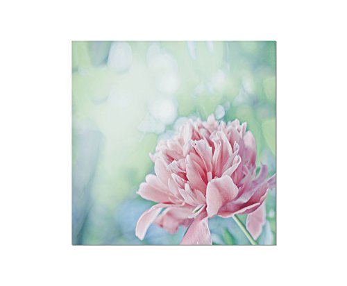 120x80 cm - Pfingstrose ( Päonien ) am blühen! Schönes Frühlingsbild. Blüte Blume Kronblätter in rosa - Bild auf Keilrahmen modern stilvoll - Bilder und Dekoration von bestforhome