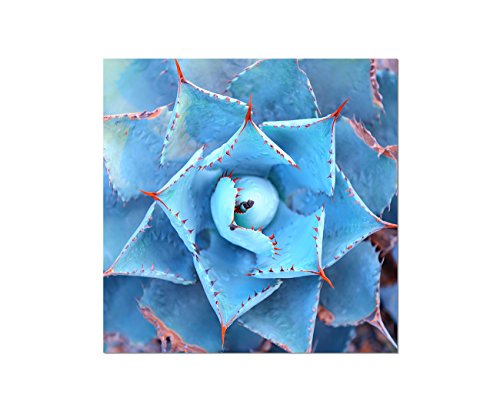 80x80cm - Agave Pflanze Nahaufnahme blaugrau - Bild auf Keilrahmen modern stilvoll - Bilder und Dekoration von bestforhome