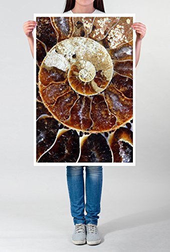 Best for home Artprints - Tierfotografie – Ammonit Fossil- Fotodruck in gestochen scharfer Qualität von bestforhome