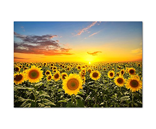 Panoramabild 120x80 cm - Sonnenblumen-Feld Helianthus beim Sonnenuntergang unter blauem Himmel! Tolle Farben! - Bild auf Keilrahmen modern stilvoll - Bilder und Dekoration von bestforhome