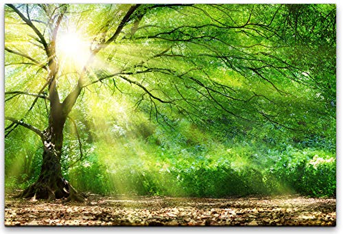 bestforhome 120x80cm Leinwandbild Alter Baum im Wald mit Sonnenstrahlen Leinwand auf Holzrahmen bestforhome 120x80cm Leinwandbild Alter Baum im Wald mit Sonnenstrahlen Leinwand auf Holzrahmen von bestforhome