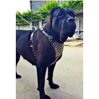 Bestia™ "Gladiator" Leder Brustgeschirr Für Große Hunde. Pitbull. Dogo. Bulldog. Rottweiler. Gepolstert. Handgemacht in Der Eu. Top Qualität von bestiadoggear