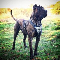 Bestia™ Personalisiertes Echtleder "Metal" Brustgeschirr Für Große Hunde. Schriftzug Auf Edelstahl Graviert. Widerstandsfähig. Dein Design von bestiadoggear