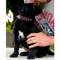 Das Bestia™ "Spiky" Halsband. Aus 100% Echtleder. Weich Gepolstert. Welpen Design. Stumpfspitzen. Pincher. Top Qualität. Handgemacht von bestiadoggear