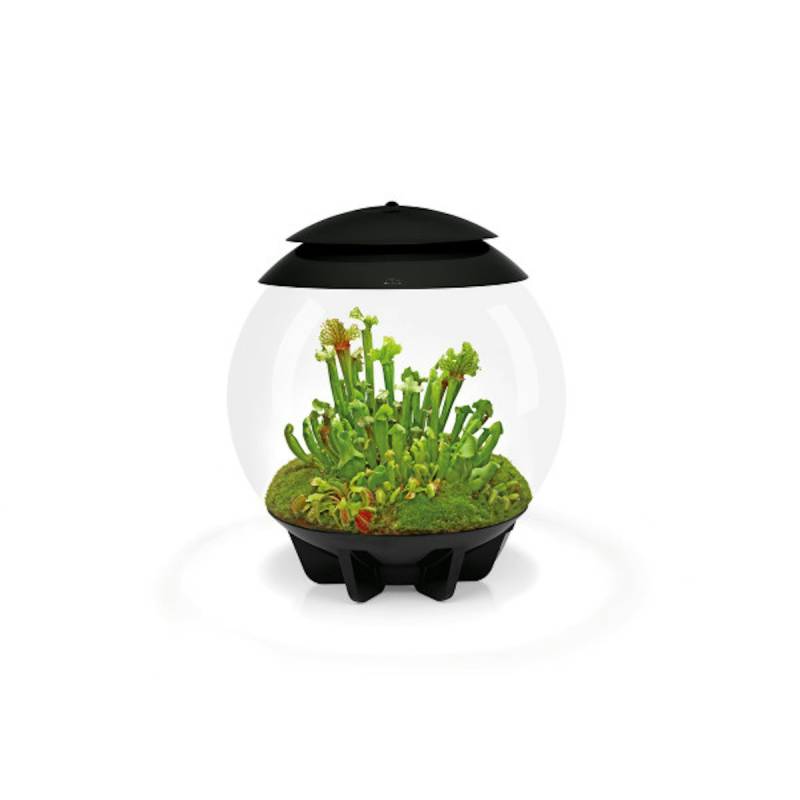 BiOrb Terrarium AIR 30 schwarz von biOrb