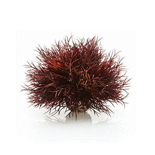 biOrb 46077 Aquarien Seelilie, dunkelrot – kleine Aquariumdekoration, naturnahe Wasserpflanze aus langlebigem Kunststoff, Süßwasseraquarien, Meerwasseraquarien von biOrb