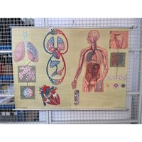 Blutkreislauf Vintage Rollkarte von blackpeacockvintage