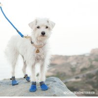 Blaue Leine Seil-Haustierleine Für Katzen Und Hunde Mit Messing-Metall-Hardwares Blaue Leine Seil-Haustierleine Für Katzen Und Hunde Mit Messing-Metall-Hardwares von blinkthings