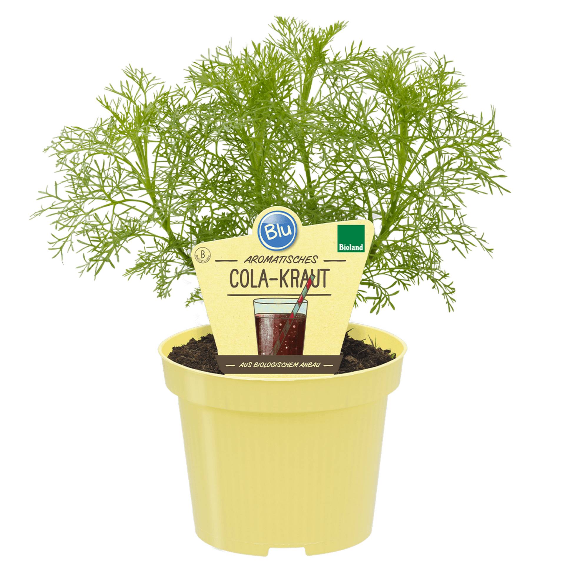 blu Bio-Cola-Kraut 12 cm Topf blu Bio-Cola-Kraut 12 cm Topf von blu